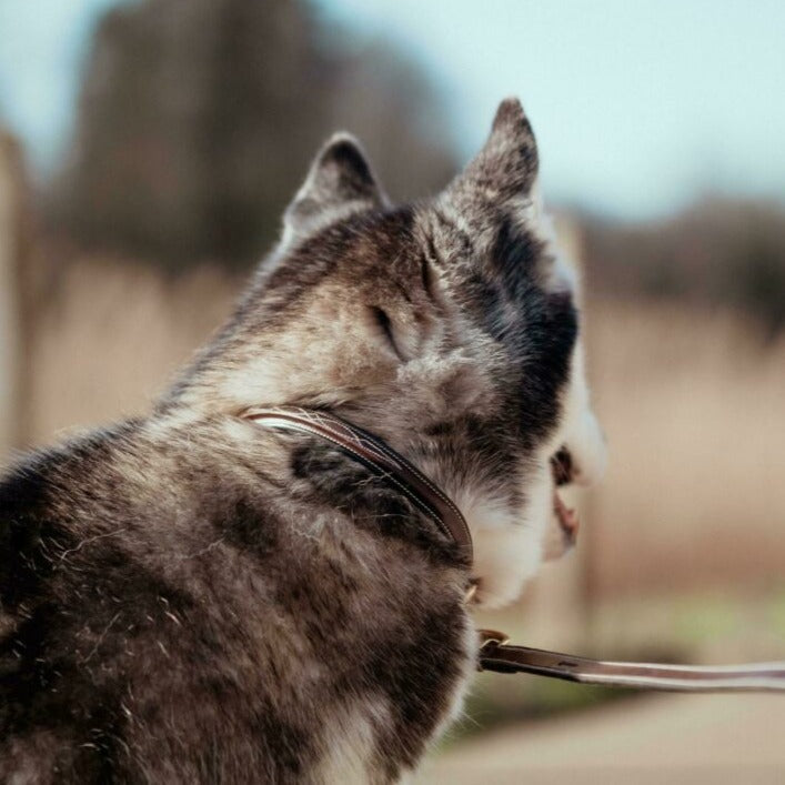 Hundehalsband Fancy